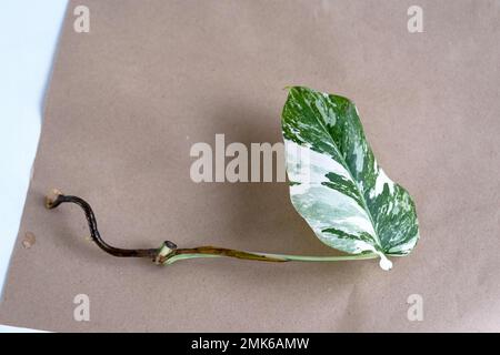 Wurzelsprossen von Philodendron Monstera Alba zum Eintopfen. Vermehrung von Hauspflanzen, Stecklingen und Kultivierung Stockfoto
