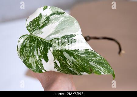 Wurzelsprossen von Philodendron Monstera Alba zum Eintopfen. Vermehrung von Hauspflanzen, Stecklingen und Kultivierung Stockfoto
