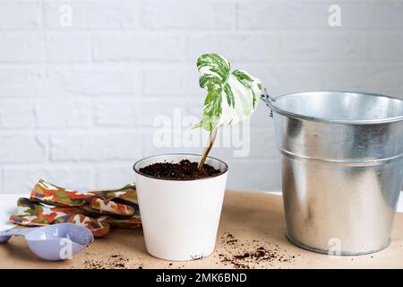 Wurzelsprossen von Philodendron Monstera Alba zum Eintopfen. Vermehrung von Hauspflanzen, Stecklingen und Kultivierung Stockfoto