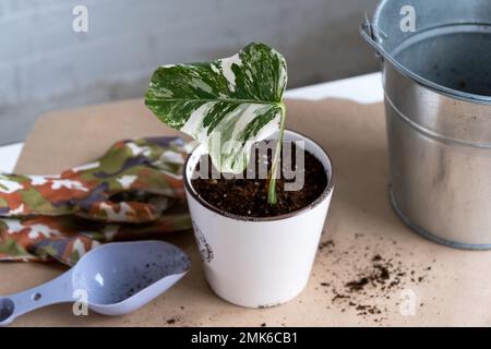 Wurzelsprossen von Philodendron Monstera Alba zum Eintopfen. Vermehrung von Hauspflanzen, Stecklingen und Kultivierung Stockfoto