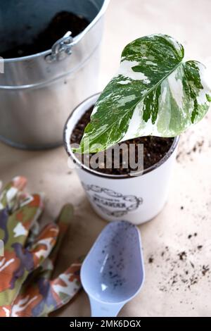 Wurzelsprossen von Philodendron Monstera Alba zum Eintopfen. Vermehrung von Hauspflanzen, Stecklingen und Kultivierung Stockfoto