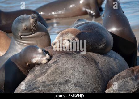 Junge Seehunde, die in der Sonne ruhen Stockfoto