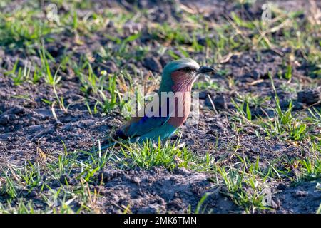 Lilafarbene Roller (Coracias caudata), Vogel auf dem Boden, Moremi Game Reserve West, Okavango Delta, Botsuana Stockfoto