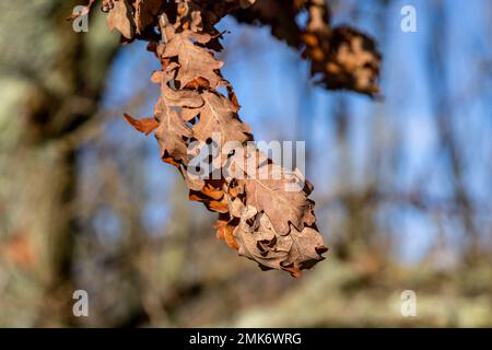Eine Nahaufnahme von getrockneten Eichenblättern auf einem Ast, an einem sonnigen Wintertag Stockfoto