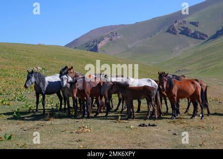 Pferde, die in der Steppe in der Nähe des Sees Song Kol, Provinz Naryn, Kirgisistan laufen Stockfoto