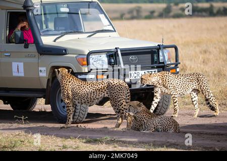 Cheetah (Acinonyx jubatus) 3 der fünf Jungen (sind eine Koalition von 5 männlichen Geparden) Kenia Stockfoto