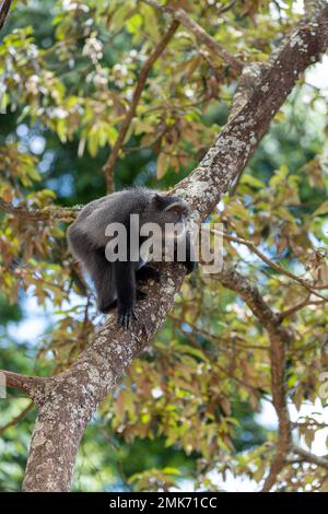 Sykes' Affe (Cercopithecus mitis) auf dem Baum, Ngorongoro-Krater, Tansania Stockfoto