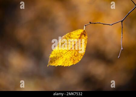 Ein einzelnes Herbstblatt auf einem Hopfenhornbalken. Stockfoto
