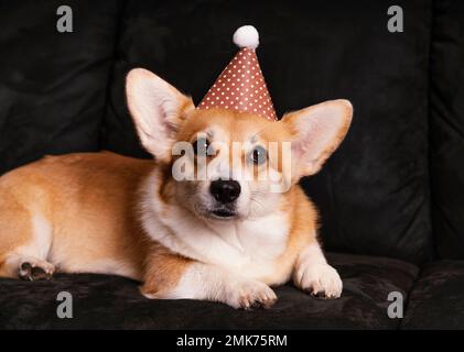 Süßer Hund mit Party-Hut-Couch. Hochauflösendes Foto Stockfoto