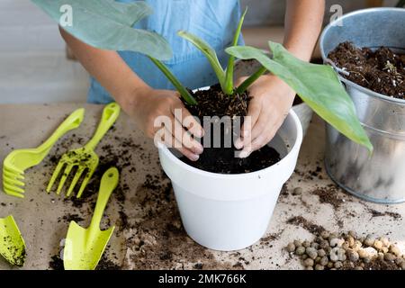 Ein Mädchen transplantiert einen Potted Houseplant Philodendron in einen neuen Boden mit Drainage. Topfpflanzenpflege, Bewässerung, Düngung, von Hand die Mischung w bestreuen Stockfoto