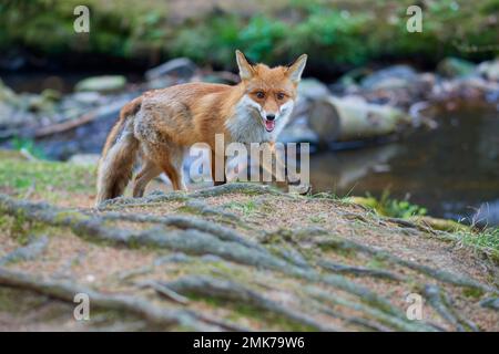 Rotfuchs (Vulpes vulpes), der im Wald am Bach entlang läuft Stockfoto