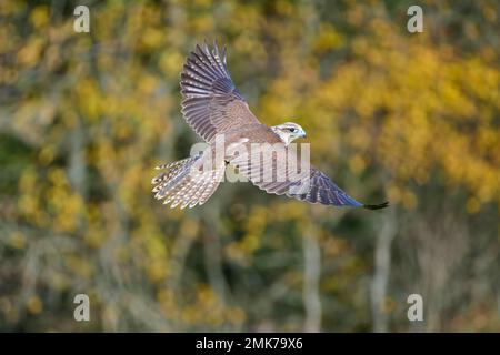 Sakerfalke (falco Cherrug), im Flug Stockfoto