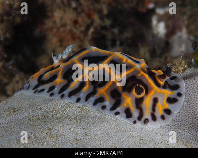 Sternschnecke südafrikanische Halgerda (Halgerda wasinensis), Tauchplatz im Sodwana Bay Nationalpark, Maputaland Marine Reserve, KwaZulu Natal, Südafrika Stockfoto