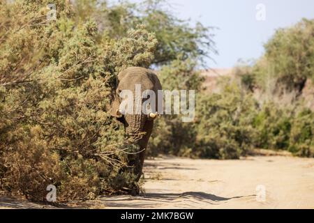 Afrikanischer Elefant (Loxodonta africana), sogenannter Wüstenelefant, im trockenen Bett des Ugab-Flusses, Damaraland, Namibia Stockfoto