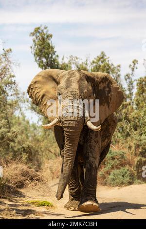 Afrikanischer Elefant (Loxodonta africana), sogenannter Wüstenelefant, im trockenen Bett des Ugab-Flusses, Damaraland, Namibia Stockfoto