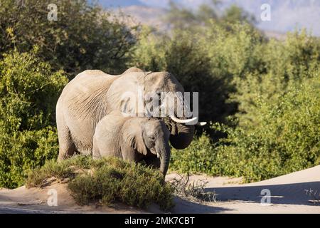 Afrikanischer Elefant (Loxodonta africana), sogenannter Wüstenelefant, Kuh mit Kälberfütterung im trockenen Flussbett des Huab, Damaraland, Region Kunene Stockfoto