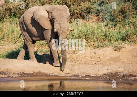 Afrikanischer Elefant (Loxodonta africana), sogenannter Wüstenelefant, Stier an einem Wasserloch, Damaraland, Namibia Stockfoto