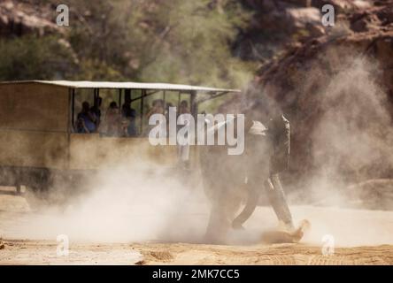 Afrikanischer Elefant (Loxodonta africana), sogenannter Wüstenelefant, wütender, unterErwachsener Bulle neben einem Wildfahrzeug, im trockenen Bett des Ugab Stockfoto