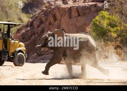 Afrikanischer Elefant (Loxodonta africana), sogenannter Wüstenelefant, wütender, unterErwachsener Bulle neben einem Wildfahrzeug, im trockenen Bett des Ugab Stockfoto