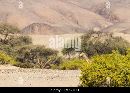 Angolanische Giraffe (Giraffa giraffa angolensis), jung an einem Zahnbürstenbaum (Salvadora persica), im trockenen Bett des Flusses Hoarusib, Kaokoland, Kunene Stockfoto