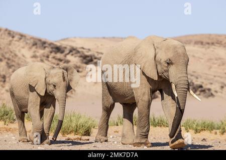 Afrikanischer Elefant (Loxodonta africana), so genannter Wüstenelefant, Kuh mit Kalb, waren an einem Wasserloch in der Nähe des Hoanib-Flusses Stockfoto