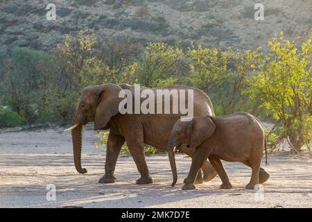 Afrikanischer Elefant (Loxodonta africana), sogenannter Wüstenelefant, Kuh mit Kalb auf dem Trockenbett des Flusses Aba-Huab, Damaraland, Region Kunene Stockfoto