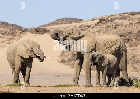 Afrikanischer Elefant (Loxodonta africana), sogenannter Wüstenelefant, Kuh mit zwei verschiedenen Kälbern ein Wasserloch in der Nähe des Hoanib Stockfoto