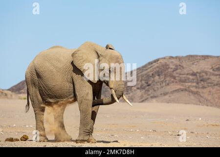 Afrikanischer Elefant (Loxodonta africana), sogenannter Wüstenelefant, Kuh mit Staubbad in der Nähe des Hoanib-Flusses, Damaraland, Kunene Stockfoto