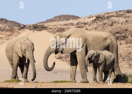 Afrikanischer Elefant (Loxodonta africana), sogenannter Wüstenelefant, Kuh mit zwei verschiedenen Kälbern ein Wasserloch in der Nähe des Hoanib Stockfoto