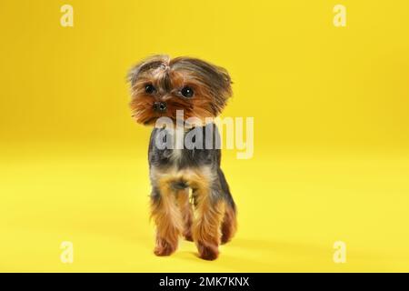 Süßer Yorkshire-Terrier-Hund auf gelbem Hintergrund Stockfoto