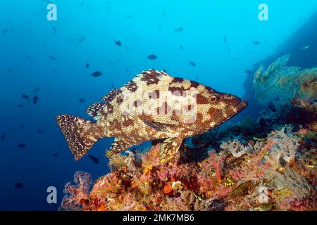 Brauner marmorierter Zackenbarsch (Epinephelus fuscoguttatus), der über Korallenriff, Pazifik, Great Barrier Reef, UNESCO-Weltkulturerbe schwimmt Stockfoto