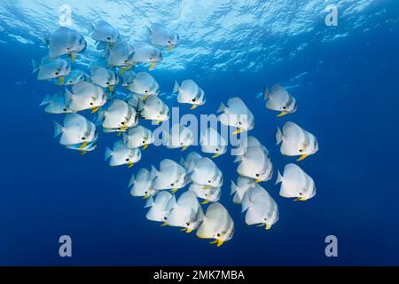 Hochschule der Longfin-Fledermaus (Platax teira), Erwachsener, Schwimmen im offenen Meer vor Korallenriff, Pazifischer Ozean, Great Barrier Reef, UNESCO-Weltkulturerbe Stockfoto