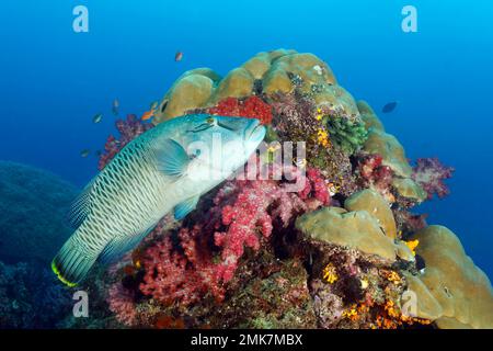 Napoleon-Humphead-Rasse (Cheilinus undulatus), halb erwachsen, schwimmt über Korallenriff dicht bedeckt mit Korallen, Schwämmen und niederen Tieren, unten Stockfoto