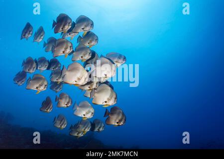 Hochschule der Longfin-Fledermaus (Platax teira), Erwachsener, Schwimmen im offenen Meer vor Korallenriff, Pazifischer Ozean, Great Barrier Reef, UNESCO-Weltkulturerbe Stockfoto