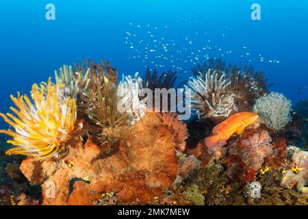 Viele, verschiedene Federsterne (Comatulida), Hairy Starfish in verschiedenen Farben am Korallenriff, Zinnoberseebarsch (Cephalopholis miniata), Pazifik Stockfoto