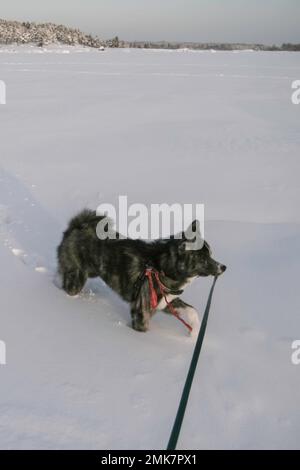 Kalter Wintertag mit meinem Akita Inn Hund auf gefrorenem Meer in Kotka, Finnland. Viel Schnee und kalter Wind Stockfoto