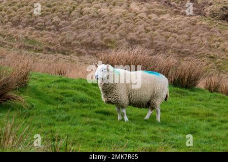 Ein Schaf auf Weideland auf Slieve Croob, Nordirland Stockfoto