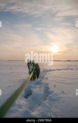 Kalter Wintertag mit meinem Akita Inn Hund auf gefrorenem Meer in Kotka, Finnland. Viel Schnee und kalter Wind Stockfoto