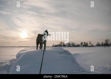 Kalter Wintertag mit meinem Akita Inn Hund auf gefrorenem Meer in Kotka, Finnland. Viel Schnee und kalter Wind Stockfoto