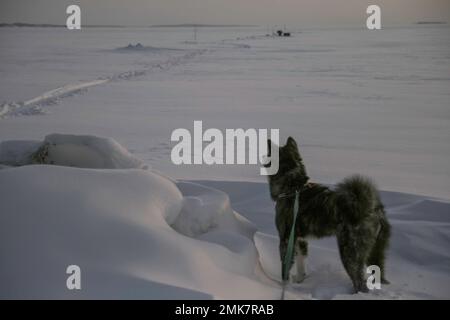 Kalter Wintertag mit meinem Akita Inn Hund auf gefrorenem Meer in Kotka, Finnland. Viel Schnee und kalter Wind Stockfoto