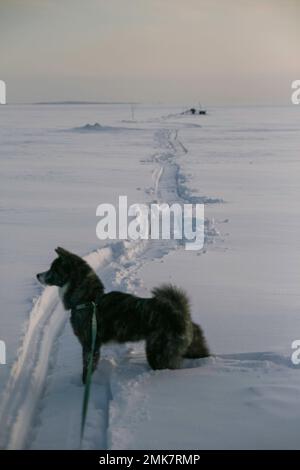 Kalter Wintertag mit meinem Akita Inn Hund auf gefrorenem Meer in Kotka, Finnland. Viel Schnee und kalter Wind Stockfoto