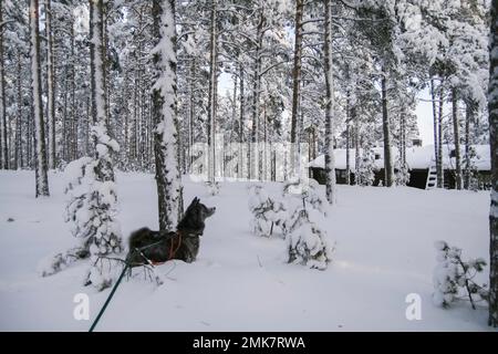 Kalter Wintertag mit meinem Akita Inn Hund auf gefrorenem Meer in Kotka, Finnland. Viel Schnee und kalter Wind Stockfoto