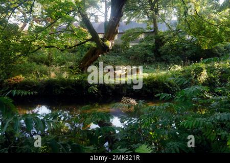 Bäume und Sonnenlicht spiegeln sich im Bute Feeder Canal, Bute Park, Cardiff, South Wales. Aufgenommen Am 2022. August. Stockfoto