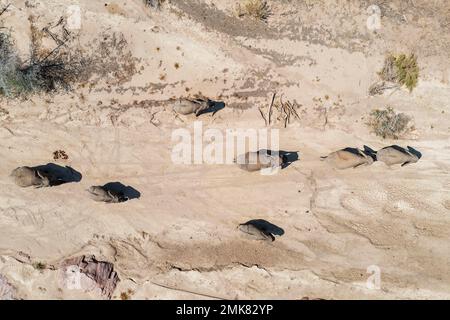 Afrikanischer Elefant (Loxodonta africana), sogenannter Wüstenelefant, Zuchtherde im trockenen Flussbett des Ugab, Luftaufnahme, Drohnenschuss Stockfoto