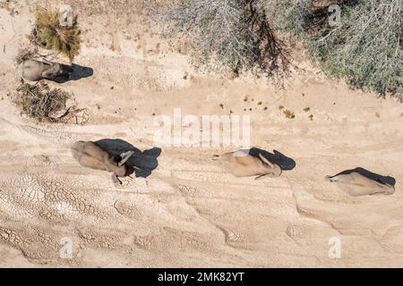 Afrikanischer Elefant (Loxodonta africana), sogenannter Wüstenelefant, Zuchtherde im trockenen Flussbett des Ugab, Luftaufnahme, Drohnenschuss Stockfoto