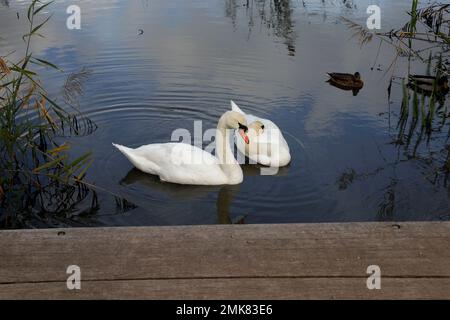 Zwei stumme Schwäne (cygnus olor) schwimmen auf einem Teich in Cardiff, Südwales. Januar 2023. Winter Stockfoto