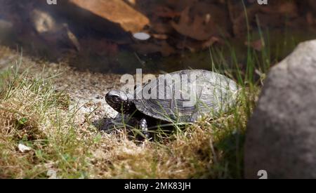 Sumpfschildkröte an Land nahe dem Wasser, großer Stein im Vordergrund an sonnigen Tagen, Kopierraum Stockfoto