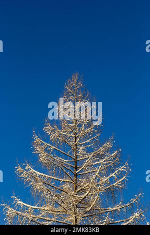 Winterwald mit Schnee auf Bäumen und Boden. Stockfoto