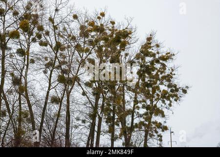 Grüne Mistelzweige auf einem Baum. Viscum Album ist ein in Europa und Teilen Asiens einheimischer Hemiparasit. Stockfoto