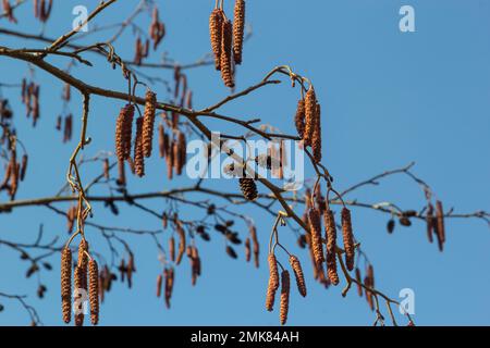 Europäischer Erle, Alnus glutinosa, Zweig mit reifen weiblichen Katzen, blühenden männlichen Katzen und Knospen auf weichem Hintergrund, selektiver Fokus. Stockfoto